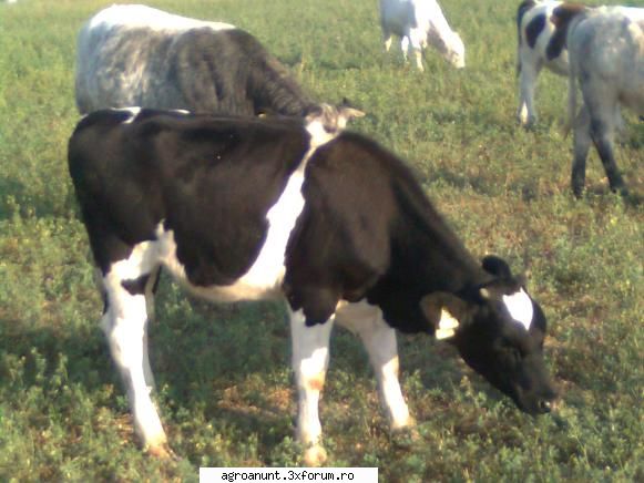 vand 10 vaci pentru lapte, 5 junici gestante de carne, rasa limousine si belga, vitele si vitei de
