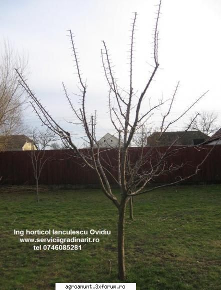 taieri tratamente iarna primavara pomi fructiferi inginer horticol efectuez taieri formare, coroana,