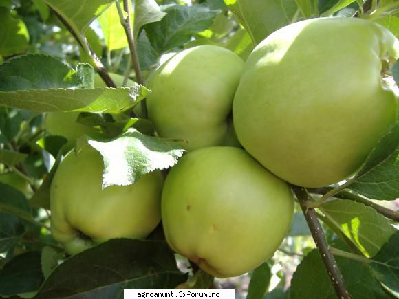 vnd pomi fructiferi (măr, păr, prun, cais)cu 10 lei/buc. fructiferi (zmeur, mur, cu 6