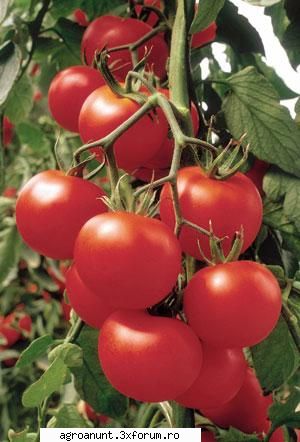 sc marcoser srl importator si seminte de legume ( tomate shirley f1 ), pentru sere si solarii,