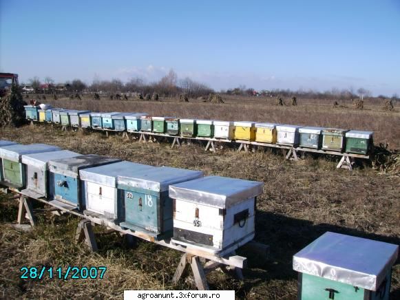 in primavara vind stupina formata din;
-80 famili de albine iernate foarte bine (stupi  pe 3 noi