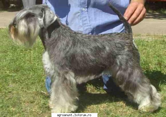 Canisa VASPA - Schnauzer pitic - Dragi iubitori ai cainilor, Canisa "von VASPA" - HOBBY