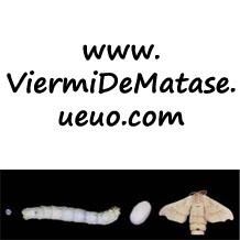 daca vrei sa inveti despre cresterea viermilor de matase intra pe site-ul:  . acolo vei gasi toate