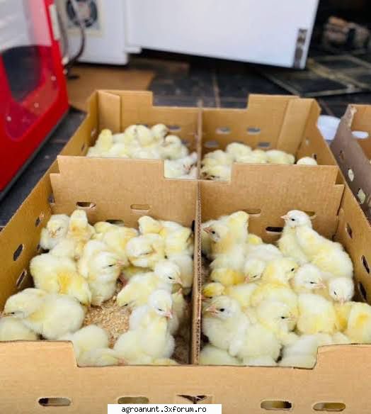 when what you want most is a healthy supply of fresh eggs every day, our egg-layer chicks are the