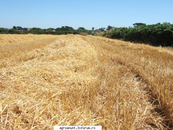 ofer paie sau imbalotate de pe o suprafata de 25 hectare gratis . mentionez faptul ca paiele se afla