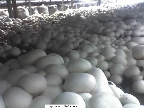 vand ciuperci champignon (agaricus bisporus) productie romaneasca , proaspete, livrare rapida,