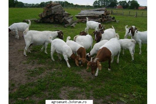Vindem capre de rasa - Vindem capre de carne si oferim preluarea iezilor - ANIMALE SI PASARI