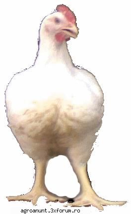 ferma uzunu, giurgiu, vinde pui de pasare, vii, rasa mixta ( carne, oua ).
pentru cantitati mai mari