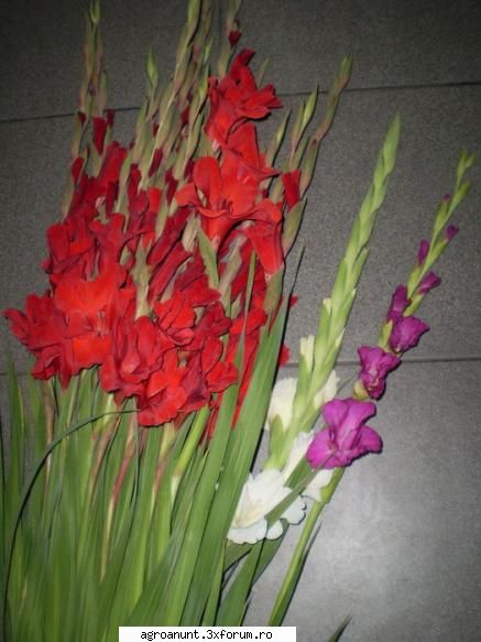 vand bulbi de gladiole marimi mari pentru cultura in se cultiva in sere sau solarii la inceputul
