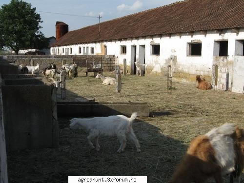 vand ferma 11500 metri patrati alcatuita din 6 grajduri cu padocuri, hala furaje, 2 birouri, 6